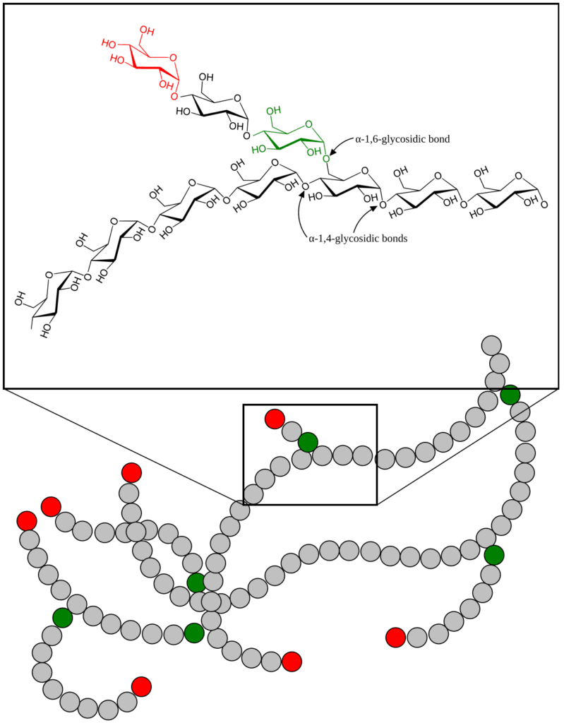 Estructura del glucógeno_OrganycArt